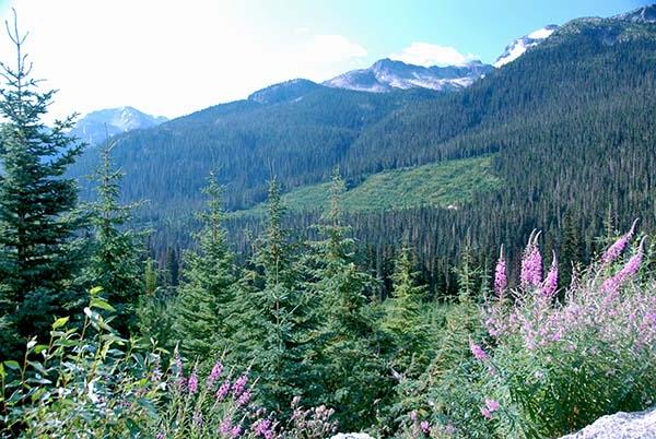 Wild flowers and fresh plant growth in the foreground. Medium trees grow behind that, and mature trees in a forest with rocky mountains in the background.